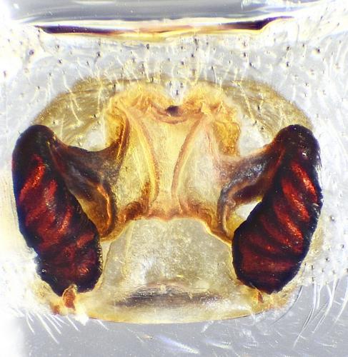 Eratigena agrestis
